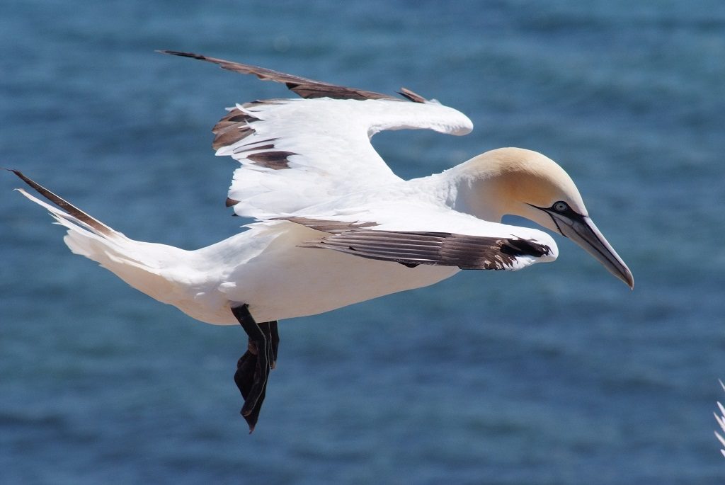 Basstölpel im Flug